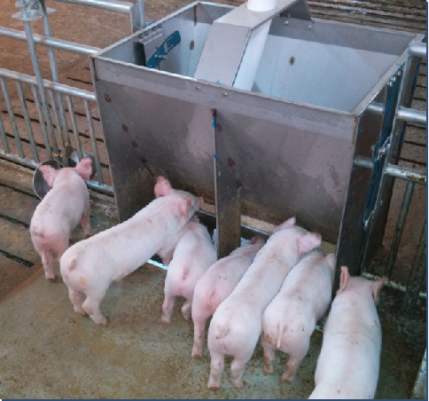 Stainless Steel Double Side Fe - Agriculture Farming And Livestock recension och pris