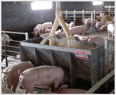 Stainless Steel Double Side Fe - Agriculture Farming And Livestock recension och pris
