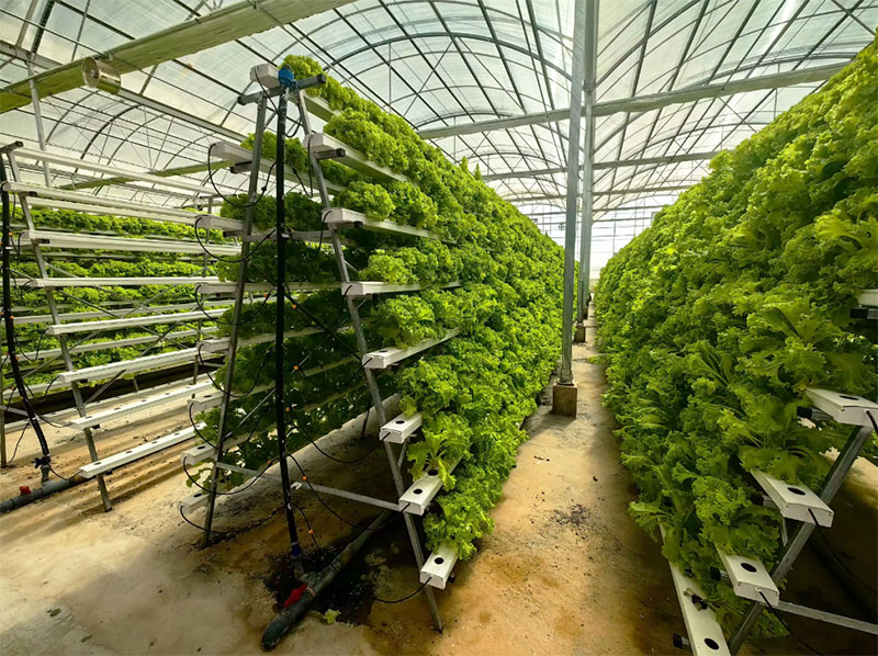 Agricultural Greenhouses Lettu - Agriculture Vertical Farming recension och pris